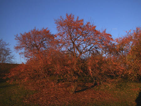 Tree Highland Park_03.jpg